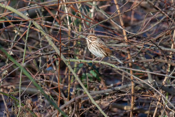 Female Common Reed Bunting (Emberiza schoeniclus) perching on a twig - Photo, Image