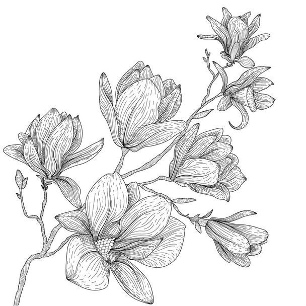  Ilustração linear gráfica vetorial de um ramo de flores de magnólia em preto e branco - Vetor, Imagem