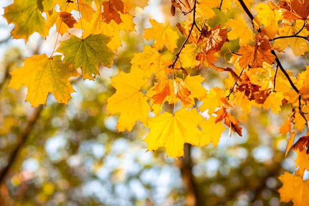 Arce natural de otoño hojas en una rama, a través del cual brilla el sol poniente, fondo con espacio de copia. - Foto, Imagen