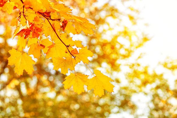 Natural autumn maple leaves on a branch, through which the setting sun shines, background with copy space. - Photo, image