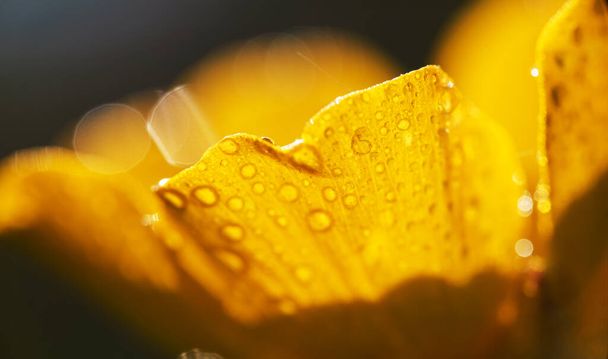 Macro view of dew drops on yellow flower. Ranunculus repens. - Photo, Image