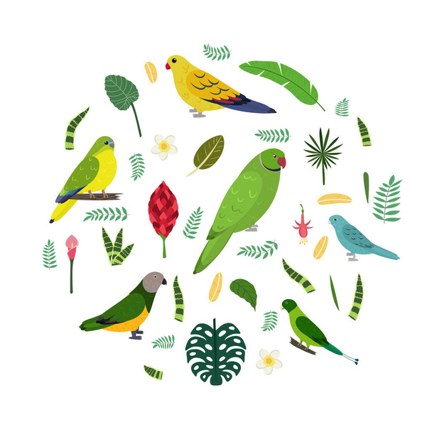 Design template with parrots in circle for kid print. Round composition of tropical birds Neophema, senegal, rose ringed, racket tail. - Vector, Image