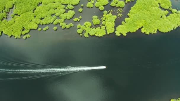 Luchtfoto van Mangrove bos en rivier. - Video