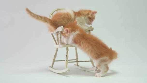 Kediler oyuncak sandalyenin etrafında koşar ve oynar. - Video, Çekim