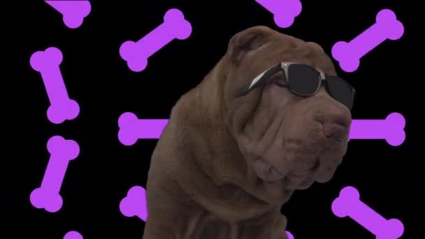shar pei hond met vallende botten achtergrond - Video