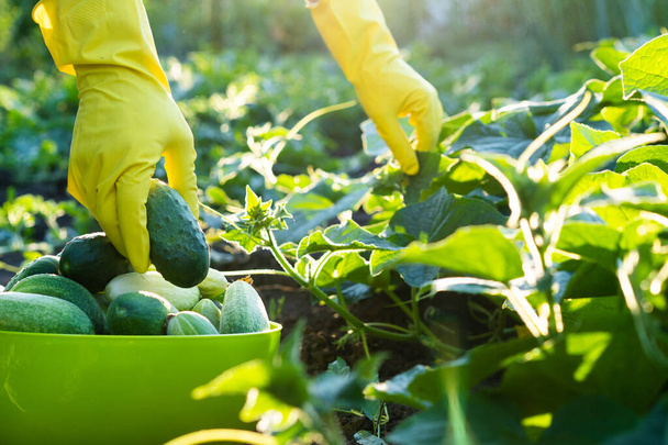 manos del agricultor cosechan pepinos en guantes amarillos, pepinos de jardinería. - Foto, imagen