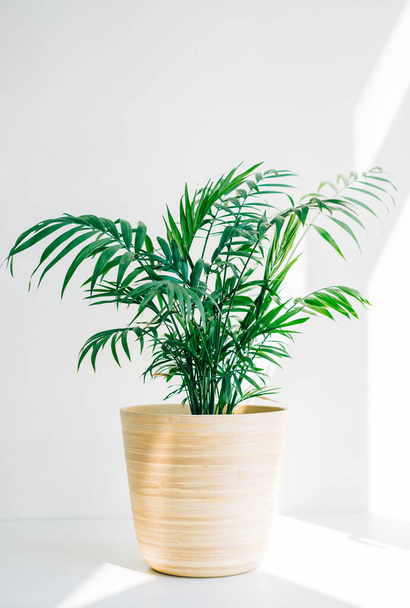 Green palm chamaedorea in bamboo pot on white table in sunlight. - Foto, Imagem