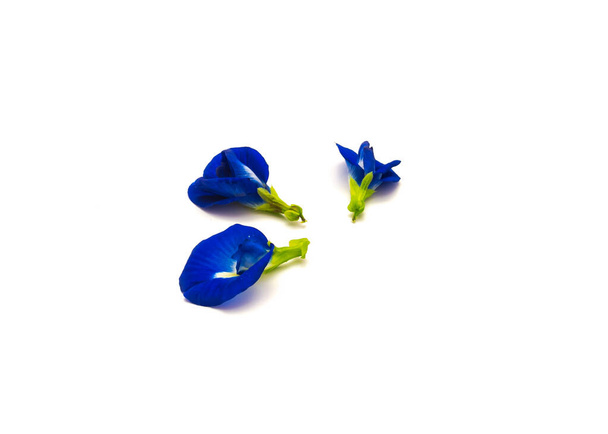 Три свіжі квітки метелика з гороху ізольовані на білому тлі. Homegrown Clitoria ternatea, or Asian pigeonwings, Darwin pea, Aparajita, Vishnukanta, bluebellvine, blue pea, holy puja rituals - Фото, зображення