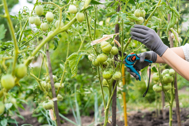una joven se encarga de las verduras en el jardín, podar tijeras, formar arbustos, podar arbustos de tomate altos. - Foto, imagen