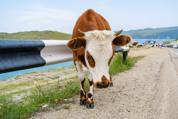 青い湖を背景に草の中に角のある太った白い牛が立つバイカル - 写真・画像