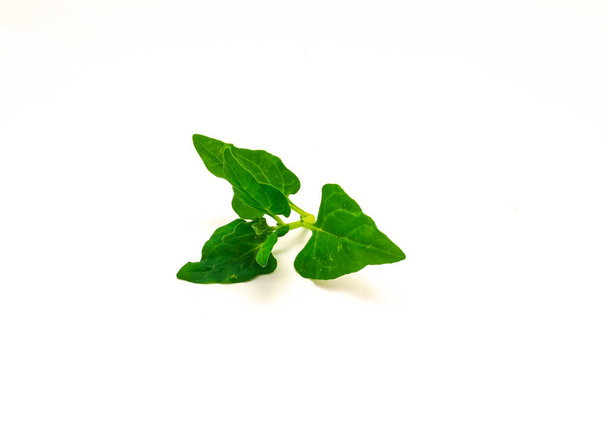 Tetragonia tetragonioidok vagy új-zélandi spenótlevelek fiatal ága, fehér alapon elszigetelve. Egy leveles zöldség, virágzó növény a füge-körömvirág családban. - Fotó, kép