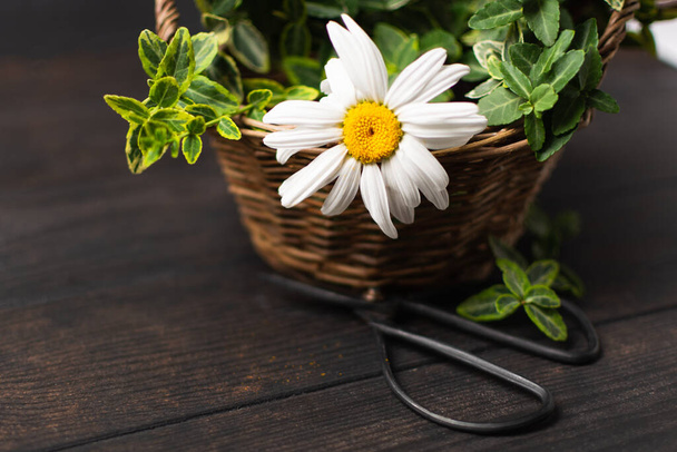 Wicker basket with flowers, plants and scissors on wooden background - Fotografie, Obrázek