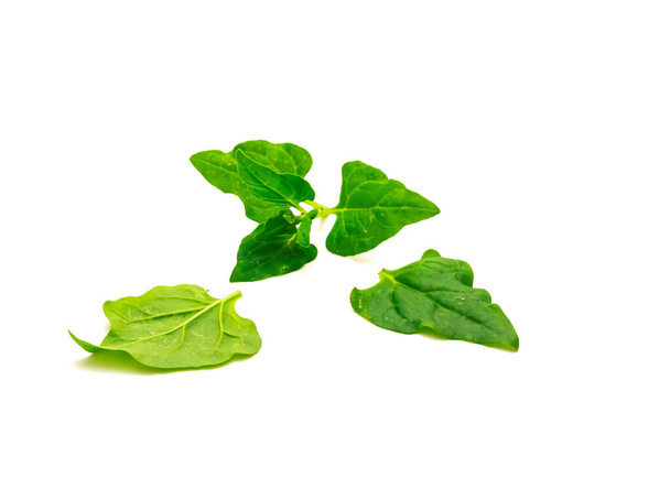 Young branch of Tetragonia tetragonioides or New Zealand spinach leaves isolated on white background. A leafy vegetable, flowering plant in the fig-marigold family - Photo, Image