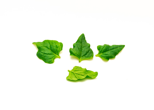 Группа тетрагоний тетрагониоидных или новозеландских листьев шпината выделена на белом фоне. Листовой овощ, цветущее растение в инжире семьи Мэриголд - Фото, изображение
