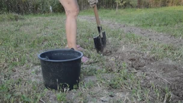 Mujer cava patatas con una pala en el jardín - Imágenes, Vídeo
