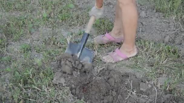 Женщина копает картошку лопатой в саду - Кадры, видео