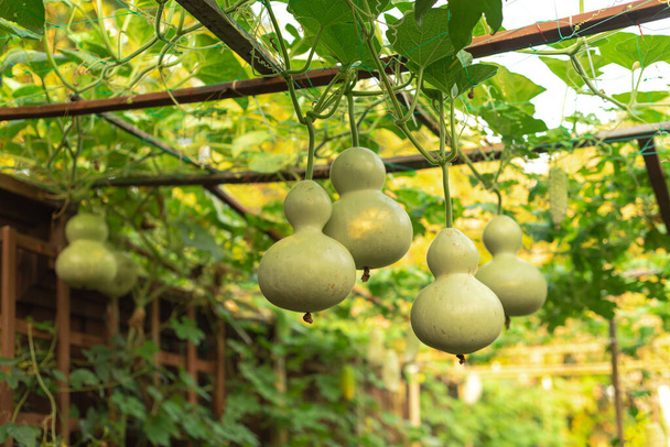 Haufen von Vogelhäuschen-Kürbissen und Bittermelonen hängen an Weinreben im Garten eines Gehöfts in der Nähe von Dallas, Texas, Amerika. Hartschalige Kalebassen-Kürbisfrüchte zur Ernte bereit - Foto, Bild