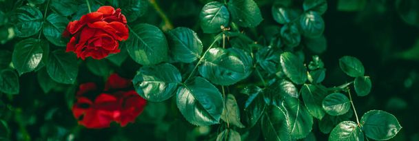 Rote Rosen im schönen Blumengarten als floraler Hintergrund - Foto, Bild