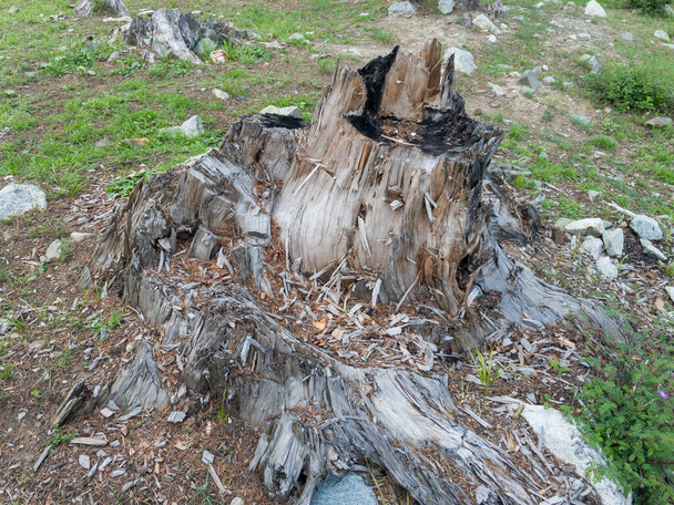 Oude boomstronk na het kappen van de deodarboom in het bos - Foto, afbeelding