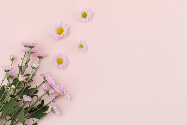 pink chrysanthemum flower frame - 写真・画像