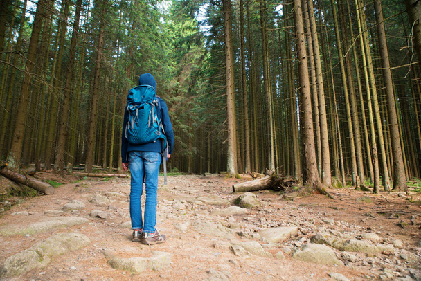 Hiking in the Harz in Germany, forest damaged from the bark beetle, enviroment - 写真・画像