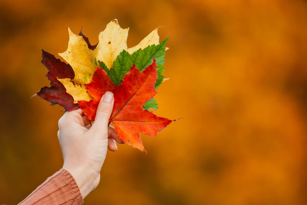 mão mulher segurando folhas de bordo coloridas. vibrações de outono. espaço de cópia. cartão de saudação - Foto, Imagem