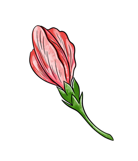 Illustration of a colored drawing of unopened pink flower bud on white isolated background - Fotoğraf, Görsel