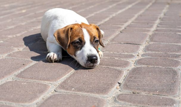Şirin üzgün köpek yavrusu Jack Russell Terrier kaldırım taşının üzerinde yatıyor ve sahibini bekliyor. - Fotoğraf, Görsel