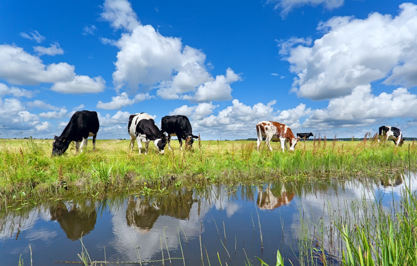 lehmät laitumella joella yli sinisen taivaan
 - Valokuva, kuva
