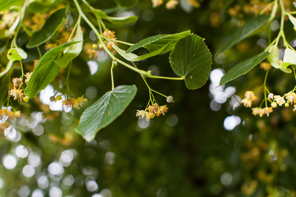 Blooming linden, lime tree in bloom - Foto, imagen