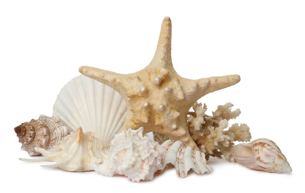 Hermosas estrellas de mar, corales y conchas de mar sobre fondo blanco - Foto, imagen