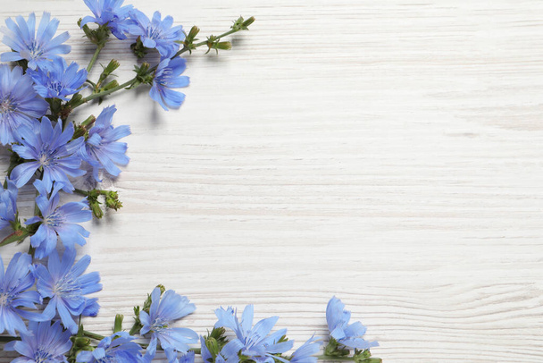 Beautiful chicory flowers on white wooden background, flat lay. Space for text - Φωτογραφία, εικόνα