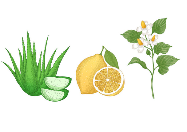 illustration of  lemons, aloe, chamomiles isolated on white background. - Vektor, obrázek