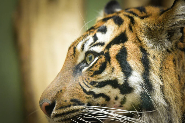 Um tigre asiático está comendo seu encontro em seu habitat. Ele está nervoso.. - Foto, Imagem