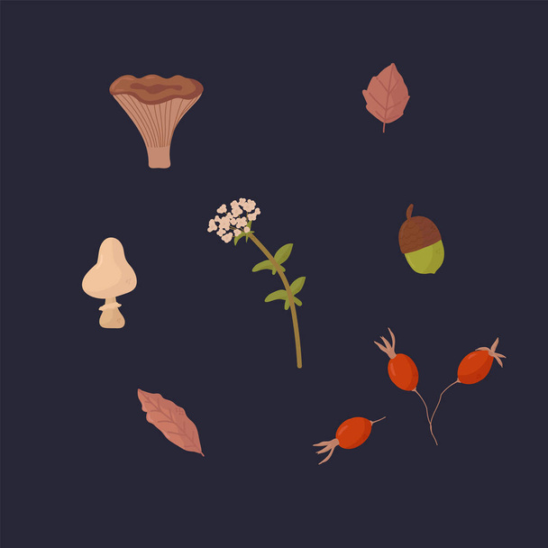 Collection of natural plants and fungi. Autumn Organic selection of berries and mushrooms for design. Various edible and toxic mushrooms. - Vector, Image