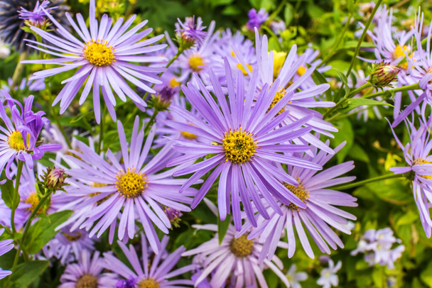 Aster Frikartii 'Monch' a lavender-blue herbaceous perennial in a herbaceous border. - Photo, Image
