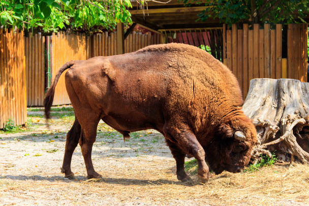 Американский бизон (бизон-бизон), также известный как бизон в загоне на ферме - Фото, изображение