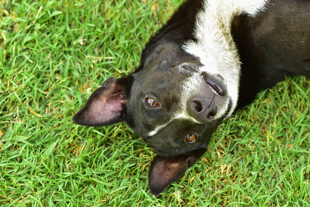 Zblízka snímek thajského psa ležícího na trávníku se zábleskem světla v obou očích - Fotografie, Obrázek