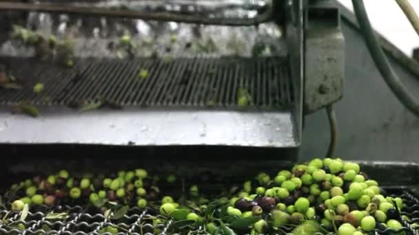 Młyn podczas ekstrakcji oliwy z oliwek - Materiał filmowy, wideo