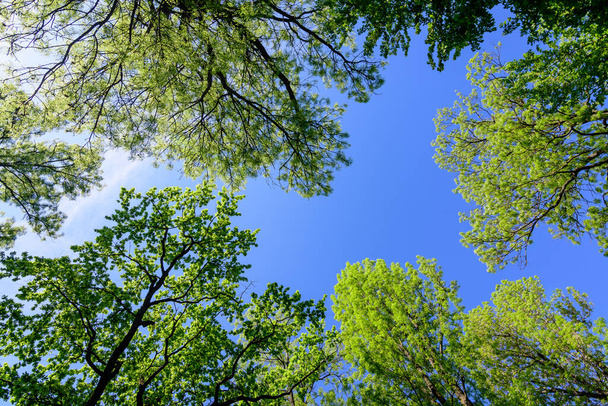 Beaucoup de grands vieux arbres verts vers un ciel bleu clair dans une journée ensoleillée de printemps, beau fond extérieur photographié avec un accent sélectif - Photo, image