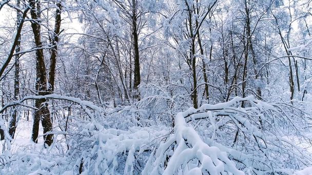forêt d'hiver fée, arbres, belle - Photo, image