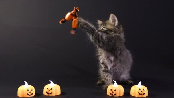 Halloween gatto grigio cattura caramelle. Il gattino si sta preparando per la vacanza su uno sfondo nero. - Filmati, video