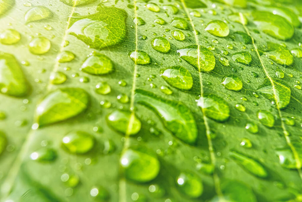 Macro gros plan de belle feuille verte fraîche avec une goutte d'eau le matin lumière du soleil fond de la nature. - Photo, image
