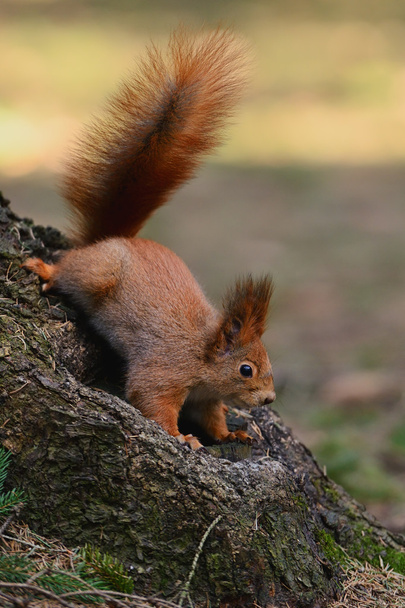 kleine rode eekhoorn - Foto, afbeelding