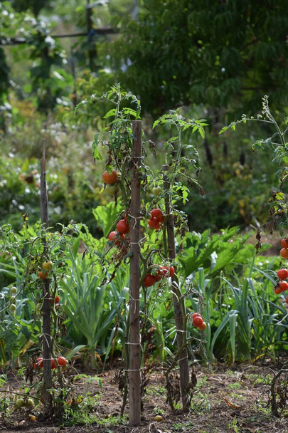 prei, rabarber en tomaten in de late zomertuin - Foto, afbeelding