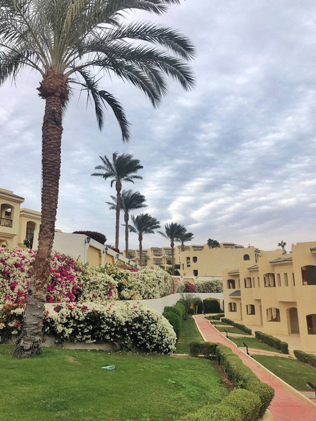 kleurrijke bloemen en palmbomen op het grondgebied van het Egyptische hotel in Sharm el-Sheikh. Prachtig landschap met prachtige natuur - Foto, afbeelding