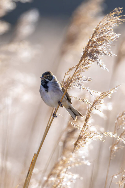 A common reed bunting Emberiza schoeniclus sings a song on a reed plume Phragmites australis. The reed beds waving due to strong winds in Spring season on a cloudy day. - Photo, Image