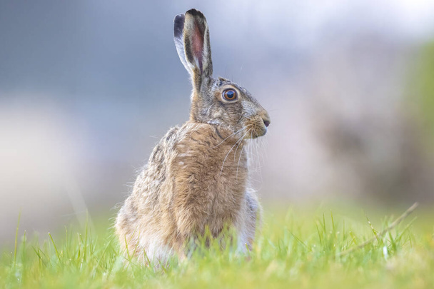 Closeup of a wild European hare, lepus europaeus, sitting in grass during Springtime - Photo, Image