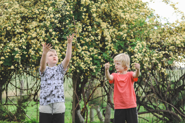 Sarı güllerle kaplı büyük kemerin önünde oynayan çocuklar. - Fotoğraf, Görsel