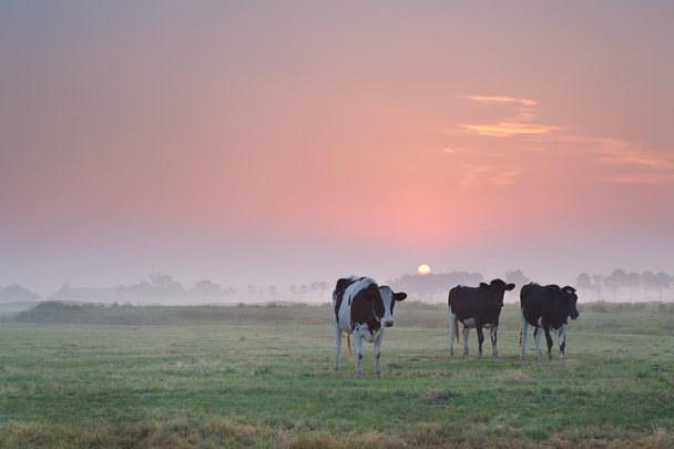 霧日の出牧場に牛 - 写真・画像